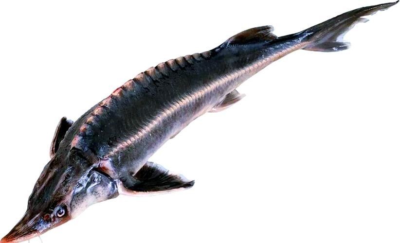 鱘龍魚的不同品種圖片(鱘魚的不同品種圖片) 龍魚百科 第19張 鱘龍魚的不同品種圖片(鱘魚的不同品種圖片) 鱘龍魚的不同品種圖片(鱘魚的不同品種圖片) 龍魚百科 第19張