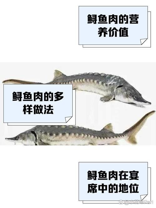 鱘龍魚的不同品種圖片(鱘魚的不同品種圖片) 龍魚百科 第12張 鱘龍魚的不同品種圖片(鱘魚的不同品種圖片) 鱘龍魚的不同品種圖片(鱘魚的不同品種圖片) 龍魚百科 第12張