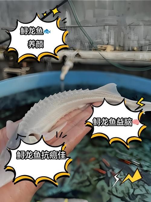 鱘龍魚的不同品種圖片(鱘魚的不同品種圖片) 龍魚百科 第18張 鱘龍魚的不同品種圖片(鱘魚的不同品種圖片) 鱘龍魚的不同品種圖片(鱘魚的不同品種圖片) 龍魚百科 第18張