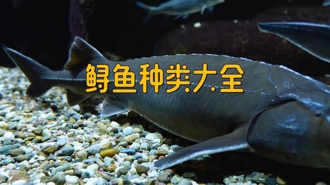 鱘龍魚的不同品種圖片（鱘魚的不同品種圖片） 鱘龍魚的不同品種圖片（鱘魚的不同品種圖片） 龍魚百科 第27張