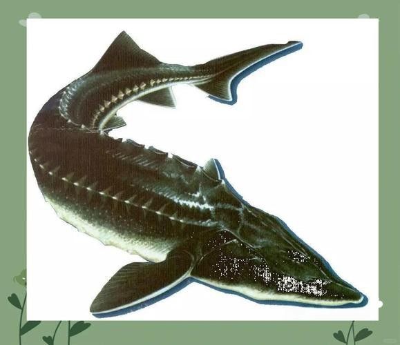 鱘龍魚的不同品種圖片(鱘魚的不同品種圖片) 龍魚百科 第15張 鱘龍魚的不同品種圖片(鱘魚的不同品種圖片) 鱘龍魚的不同品種圖片(鱘魚的不同品種圖片) 龍魚百科 第15張