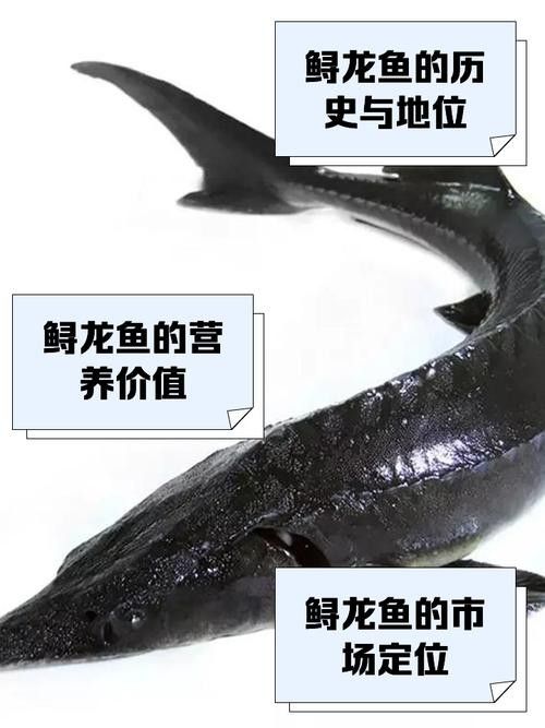 鱘龍魚的不同品種圖片(鱘魚的不同品種圖片) 龍魚百科 第14張 鱘龍魚的不同品種圖片(鱘魚的不同品種圖片) 鱘龍魚的不同品種圖片(鱘魚的不同品種圖片) 龍魚百科 第14張
