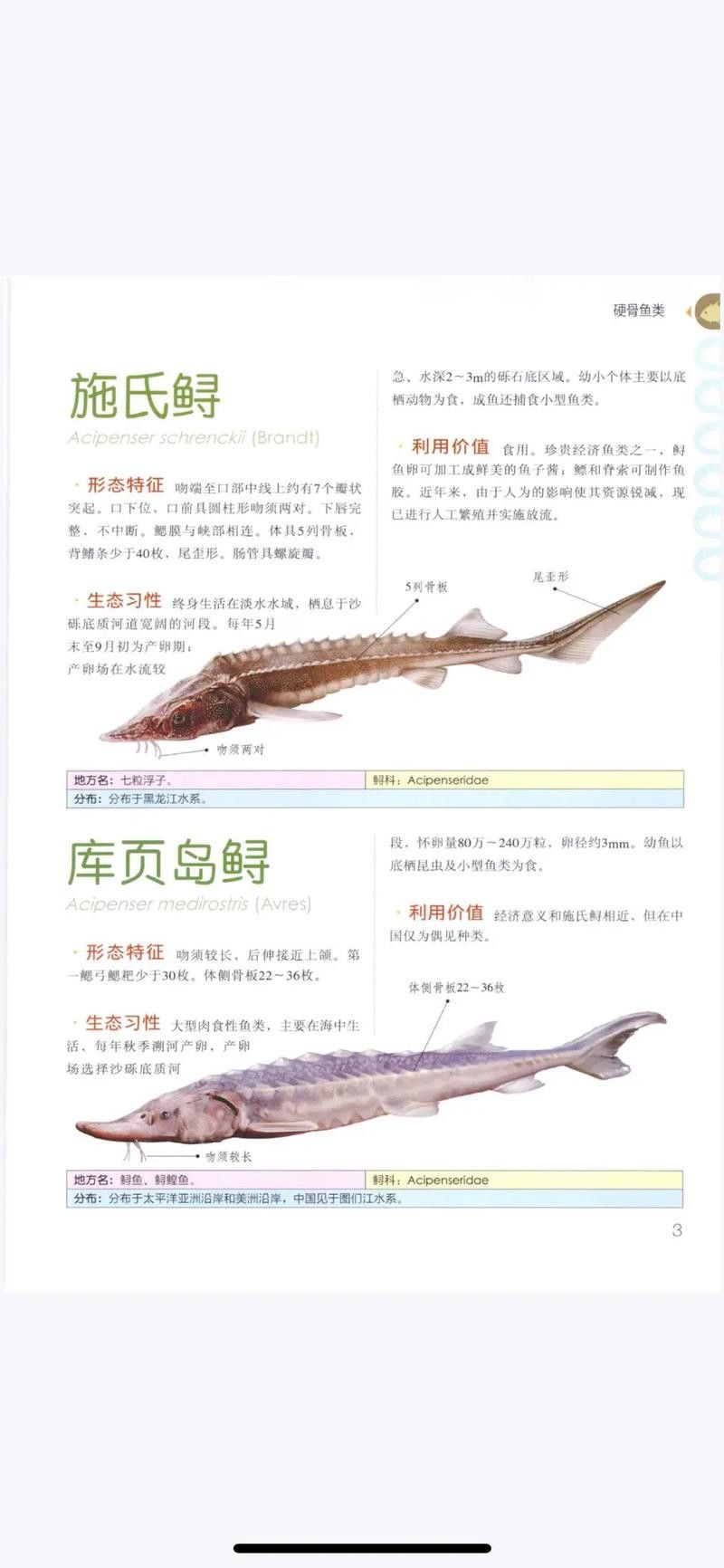 鱘龍魚的不同品種圖片(鱘魚的不同品種圖片) 龍魚百科 第22張 鱘龍魚的不同品種圖片(鱘魚的不同品種圖片) 鱘龍魚的不同品種圖片(鱘魚的不同品種圖片) 龍魚百科 第22張