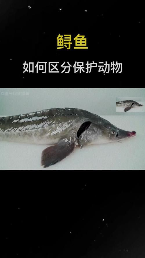 鱘龍魚的不同品種圖片(鱘魚的不同品種圖片) 龍魚百科 第13張 鱘龍魚的不同品種圖片(鱘魚的不同品種圖片) 鱘龍魚的不同品種圖片(鱘魚的不同品種圖片) 龍魚百科 第13張
