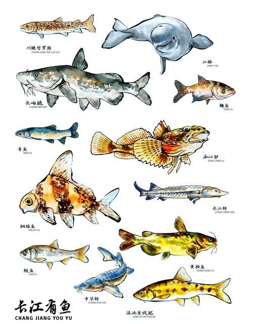 鱘龍魚的不同品種圖片(鱘魚的不同品種圖片) 龍魚百科 第35張 鱘龍魚的不同品種圖片(鱘魚的不同品種圖片) 鱘龍魚的不同品種圖片(鱘魚的不同品種圖片) 龍魚百科 第35張