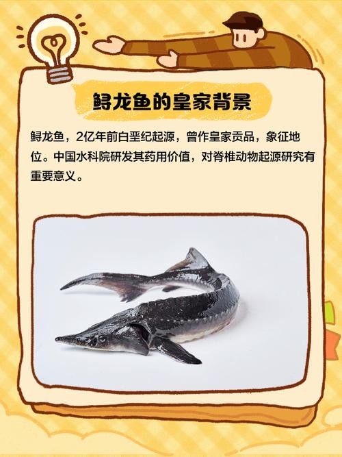 鱘龍魚的不同品種圖片(鱘魚的不同品種圖片) 龍魚百科 第20張 鱘龍魚的不同品種圖片(鱘魚的不同品種圖片) 鱘龍魚的不同品種圖片(鱘魚的不同品種圖片) 龍魚百科 第20張