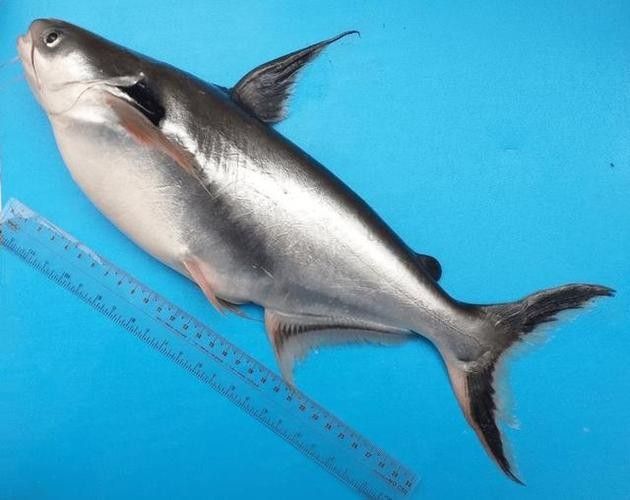 龍利魚和巴沙魚哪個更適合減肥（利魚和巴沙魚哪個更適合減肥人群選擇？）