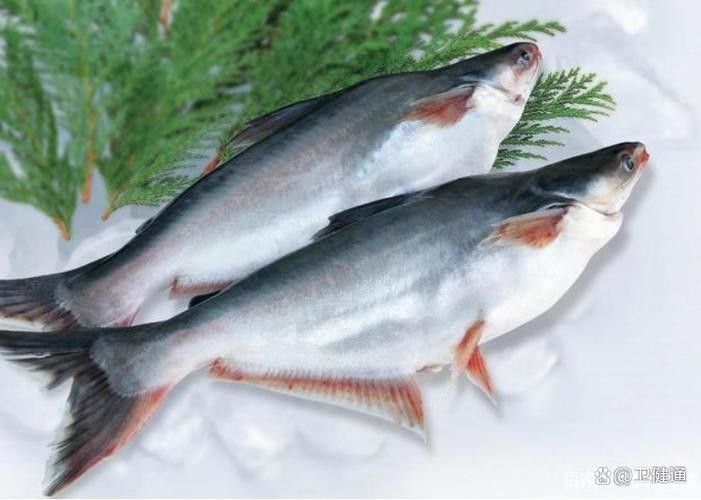 龍利魚和巴沙魚哪個更適合減肥（利魚和巴沙魚哪個更適合減肥人群選擇？）