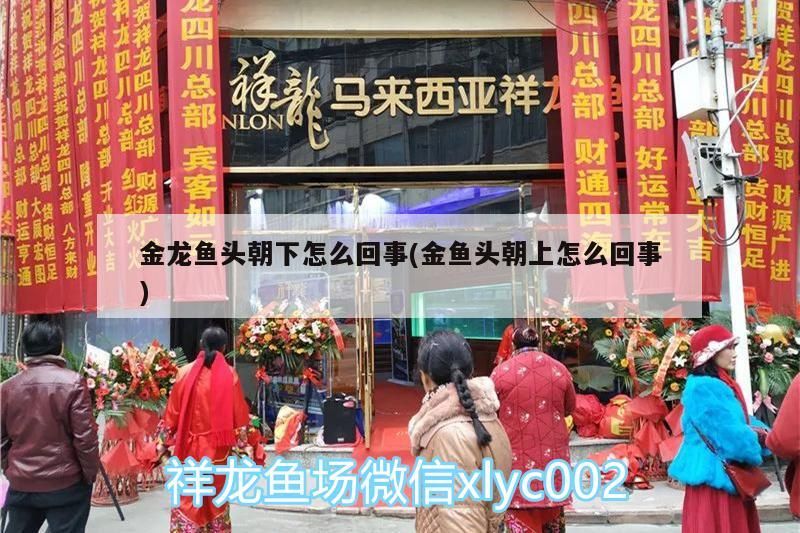 金龍魚頭朝下怎么回事(金魚頭朝上怎么回事)（金龍魚頭朝下怎么回事） 金龍魚頭朝下怎么回事(金魚頭朝上怎么回事)（金龍魚頭朝下怎么回事） 觀賞魚百科