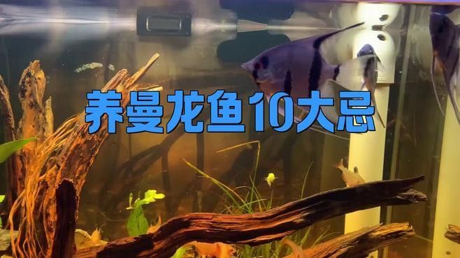 藍曼龍魚混養注意事項（曼龍魚混養需要注意什么藍曼龍魚混養需要注意什么）