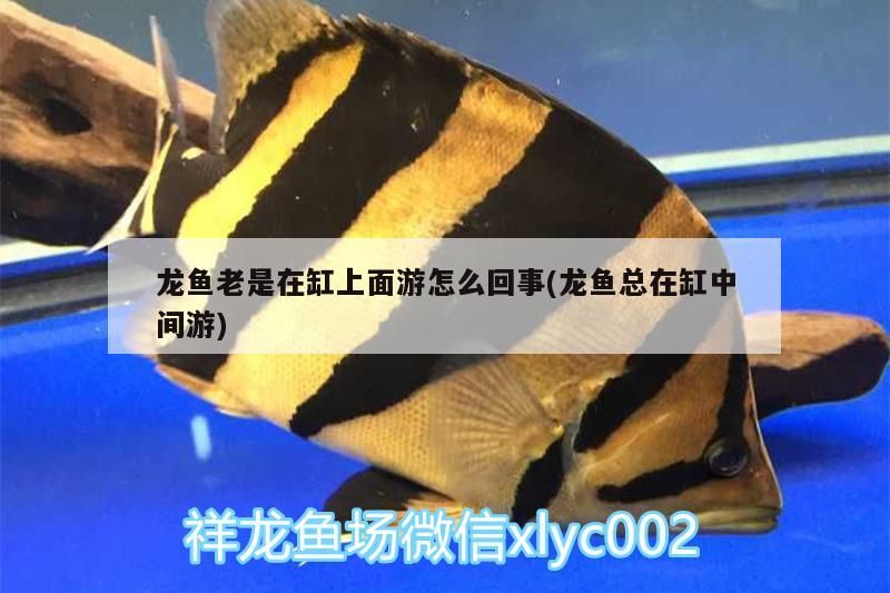 龍魚老是在缸上面游怎么回事(龍魚總在缸中間游)（龍魚老是在缸上游怎么回事） 龍魚老是在缸上面游怎么回事(龍魚總在缸中間游)（龍魚老是在缸上游怎么回事） 觀賞魚百科
