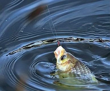 如何判斷龍魚鼻子損傷的嚴重程度（魚鼻子損傷的嚴重程度可以通過觀察其鼻孔周圍的變化來判斷）
