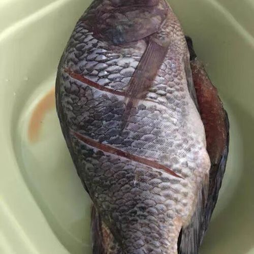 非洲黑龍魚的市場需求如何（非洲黑龍魚的市場需求受到以下幾個因素影響非洲黑龍魚市場需求） 非洲黑龍魚的市場需求如何（非洲黑龍魚的市場需求受到以下幾個因素影響非洲黑龍魚市場需求） 龍魚百科 第5張