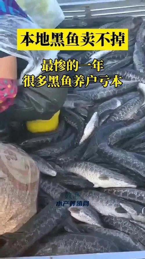非洲黑龍魚的市場需求如何（非洲黑龍魚的市場需求受到以下幾個因素影響非洲黑龍魚市場需求） 非洲黑龍魚的市場需求如何（非洲黑龍魚的市場需求受到以下幾個因素影響非洲黑龍魚市場需求） 龍魚百科 第4張