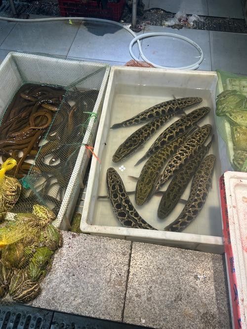 非洲黑龍魚的市場需求如何（非洲黑龍魚的市場需求受到以下幾個因素影響非洲黑龍魚市場需求） 非洲黑龍魚的市場需求如何（非洲黑龍魚的市場需求受到以下幾個因素影響非洲黑龍魚市場需求） 龍魚百科 第2張
