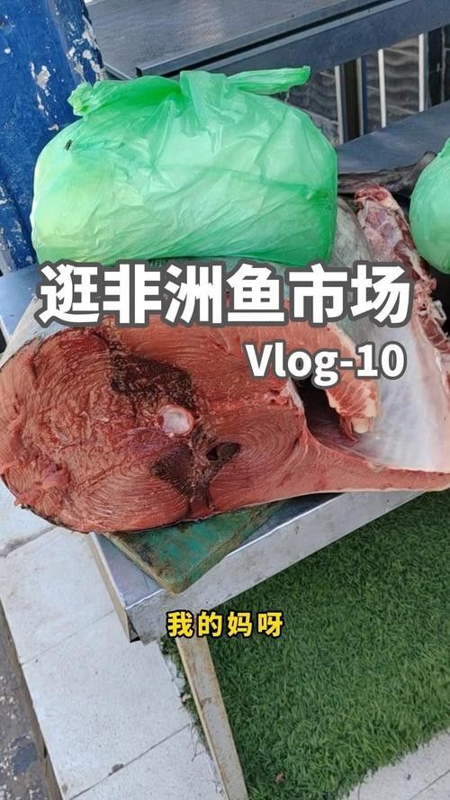 非洲黑龍魚的市場需求如何（非洲黑龍魚的市場需求受到以下幾個因素影響非洲黑龍魚市場需求） 非洲黑龍魚的市場需求如何（非洲黑龍魚的市場需求受到以下幾個因素影響非洲黑龍魚市場需求） 龍魚百科 第1張