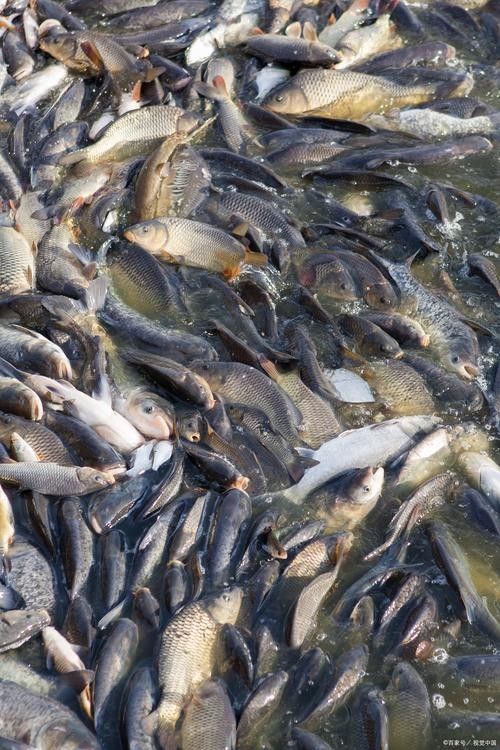 非洲黑龍魚的市場需求如何（非洲黑龍魚的市場需求受到以下幾個因素影響非洲黑龍魚市場需求） 非洲黑龍魚的市場需求如何（非洲黑龍魚的市場需求受到以下幾個因素影響非洲黑龍魚市場需求） 龍魚百科 第3張