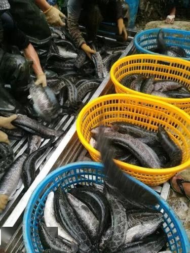 非洲黑龍魚的市場需求如何（非洲黑龍魚的市場需求受到以下幾個因素影響非洲黑龍魚市場需求） 非洲黑龍魚的市場需求如何（非洲黑龍魚的市場需求受到以下幾個因素影響非洲黑龍魚市場需求） 龍魚百科 第6張