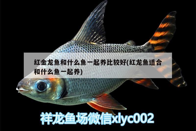 鬼王雷龍魚是什么品種的(鬼王雷龍魚產地)（紅金龍魚和什么魚一起養比較好）