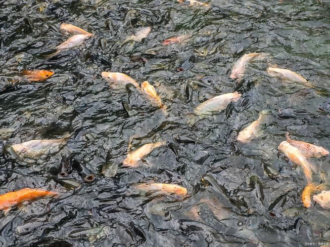 紫金哪個水族館龍魚好？祥龍魚場龍魚（廣州龍魚祥龍魚場）