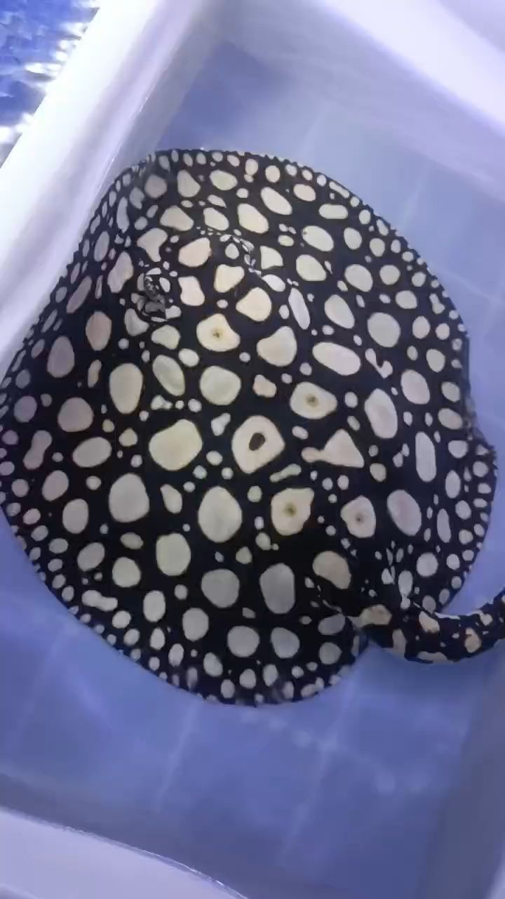 早安（“早安，世界，在清晨的第一縷陽光中，我們迎來了新的一天）