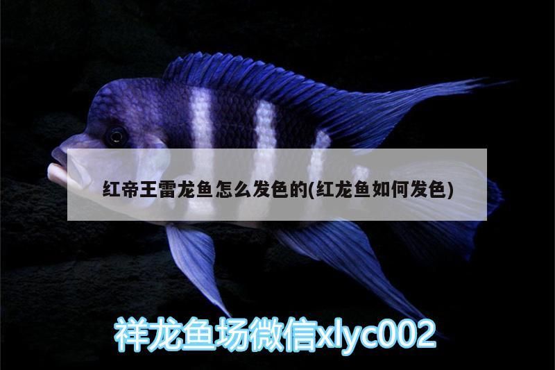 紅帝王雷龍魚怎么發(fā)色的(紅龍魚如何發(fā)色)（紅帝王雷龍魚怎么發(fā)色）