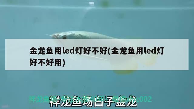 金龍魚用led燈好不好(金龍魚用led燈好不好用)（金龍魚用led燈好不好） 金龍魚用led燈好不好(金龍魚用led燈好不好用)（金龍魚用led燈好不好） 觀賞魚百科