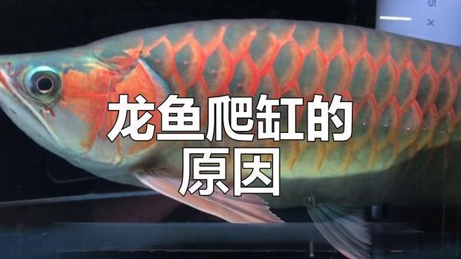 龍魚趴缸還有其他原因嗎（龍魚在魚缸中靜止不動的現象，可能有多種原因導致龍魚趴缸）