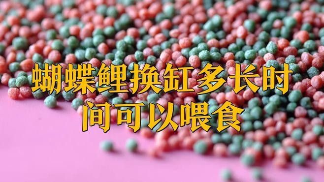 換缸后多久可以喂魚？（換缸后多久可以喂魚）