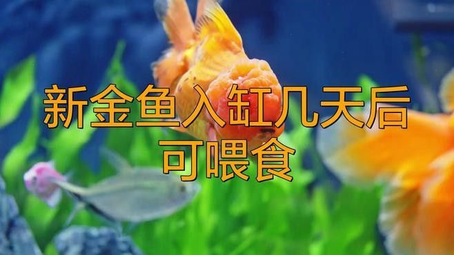 換缸后多久可以喂魚？（換缸后多久可以喂魚）