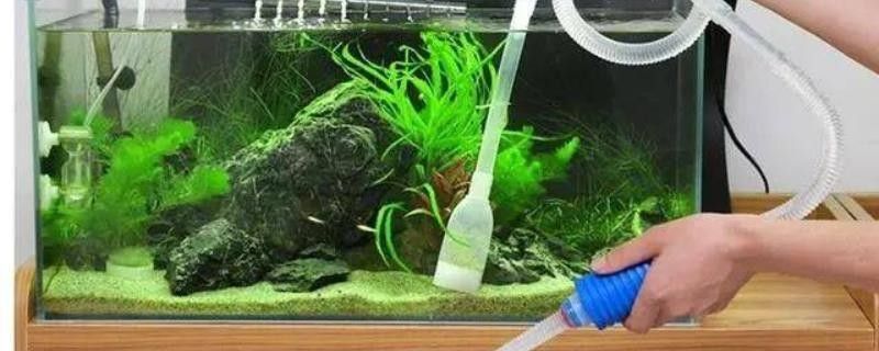 換缸后多久可以喂魚？（換缸后多久可以喂魚）