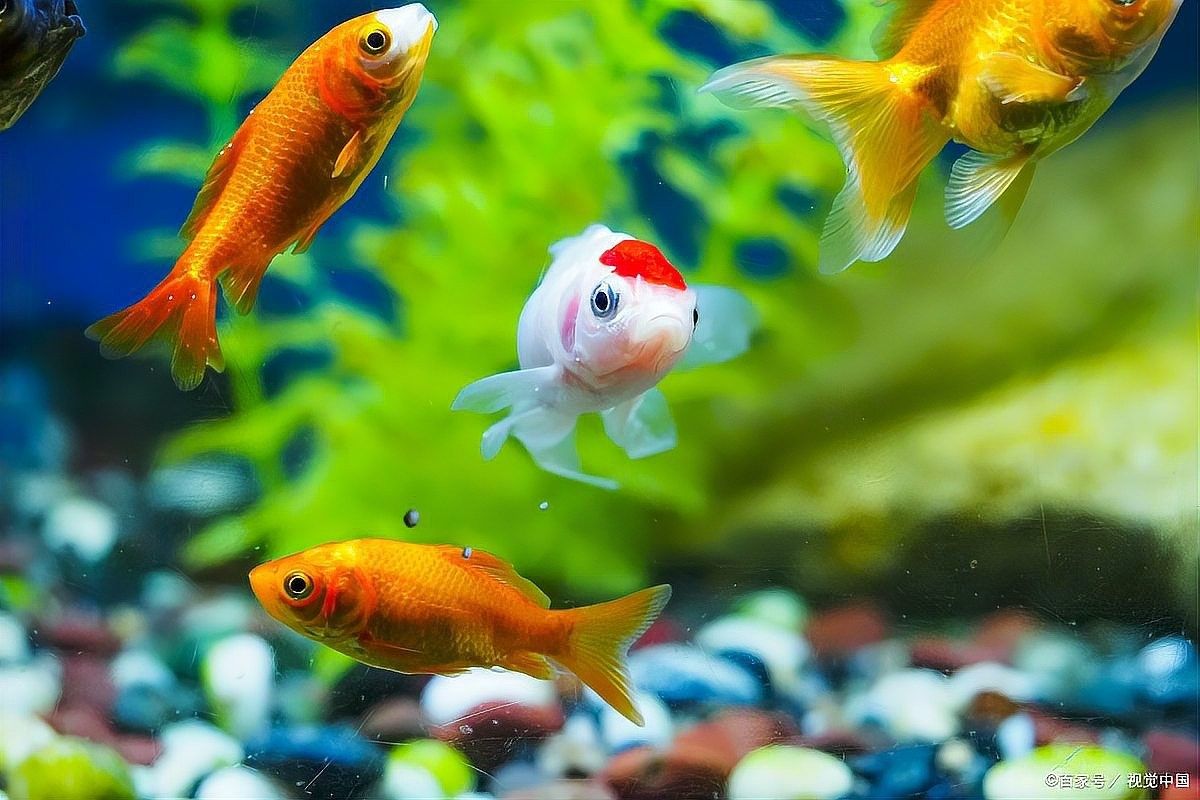 換缸后多久可以喂魚？（換缸后多久可以喂魚）