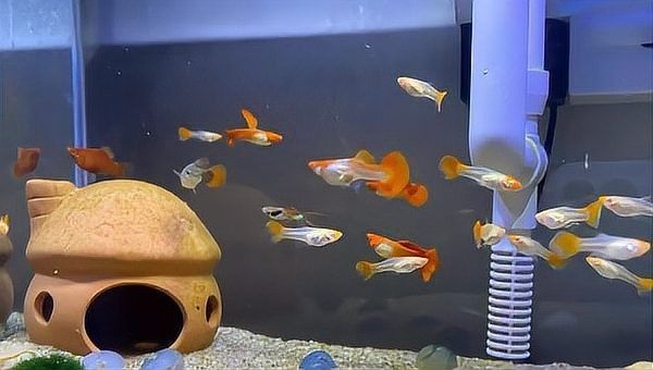 換缸后多久可以喂魚？（換缸后多久可以喂魚）