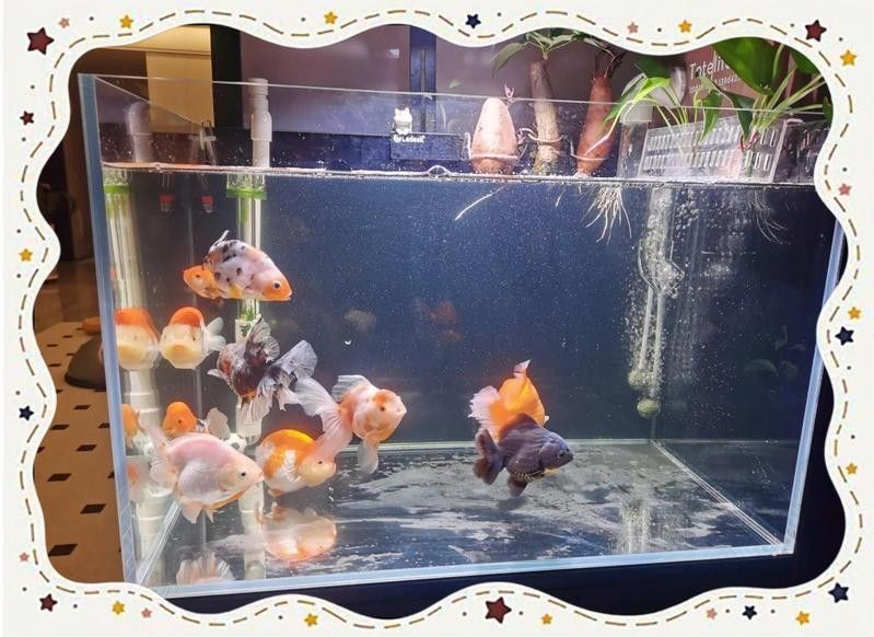 換缸后多久可以喂魚？（換缸后多久可以喂魚）