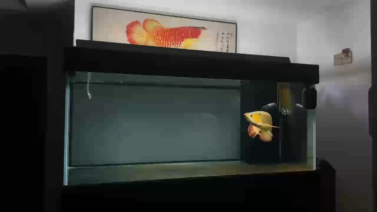深夜賞魚（夜間觀賞魚類的行為和生態）