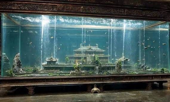 龍泉驛哪個水族館龍魚好？祥龍魚場龍魚（成都祥龍魚場水族館）