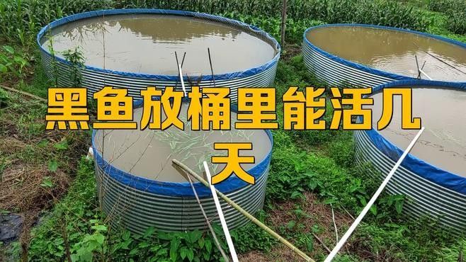 黑魚不喂能活多久？（黑魚不喂能活多久）