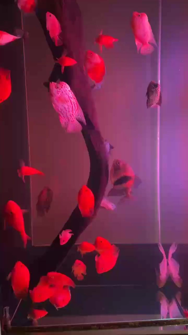 攜眾羅漢祝大家中秋快樂（攜眾羅漢祝大家中秋快樂，在這個(gè)月圓人團(tuán)圓的中秋佳節(jié)）