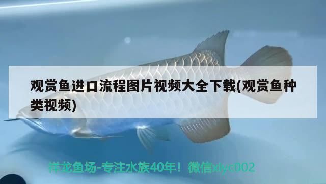 觀賞魚進口流程圖片視頻大全下載(觀賞魚種類視頻)（關于觀賞魚進口流程圖片視頻大全下載）