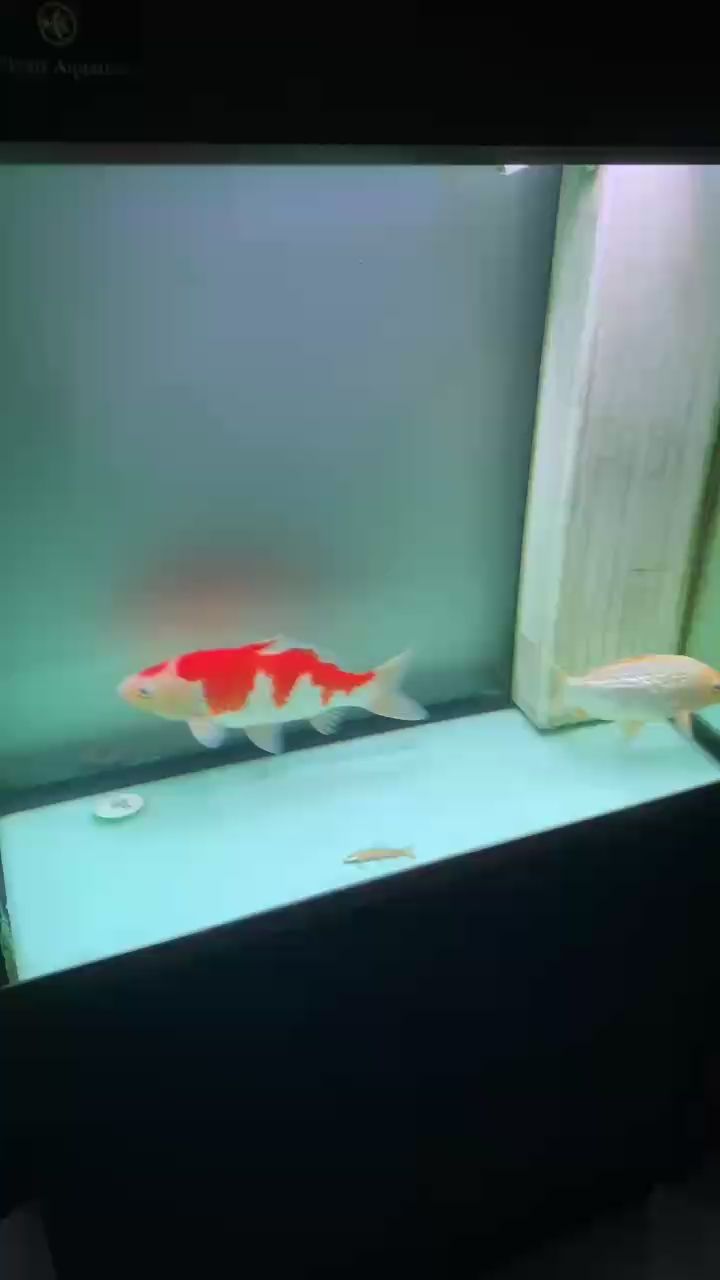 祝大家中秋快樂??（中秋快樂，山玉成碎）