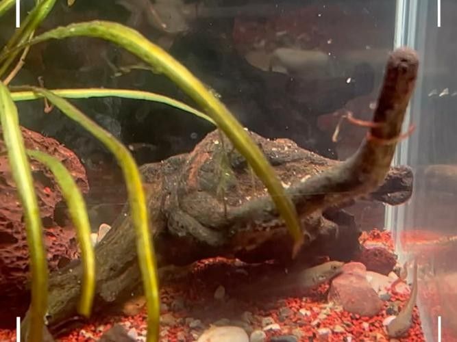 彩虹雷龍魚苗吃什么？（彩虹雷龍魚苗正確的喂養方式） 彩虹雷龍魚苗吃什么？（彩虹雷龍魚苗正確的喂養方式） 龍魚百科 第6張