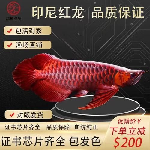 長葛哪個水族館龍魚好？祥龍魚場龍魚（廣州龍魚祥龍魚場祥龍魚場紅龍怎么樣多彩生活小貼士）