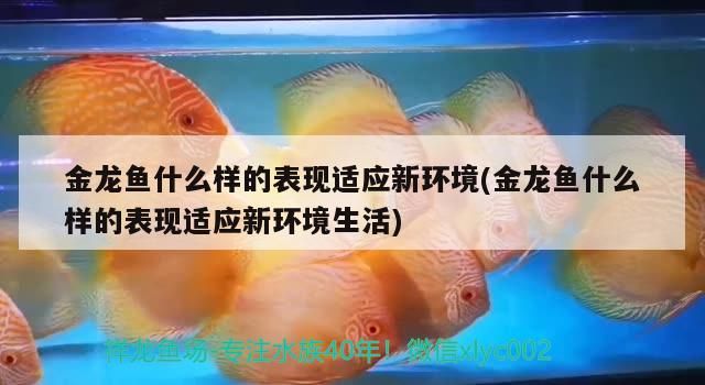金龍魚什么樣的表現(xiàn)適應(yīng)新環(huán)境(金龍魚什么樣的表現(xiàn)適應(yīng)新環(huán)境生活)（金龍魚什么樣的表現(xiàn)適應(yīng)新環(huán)境生活對(duì)應(yīng)的相關(guān)信息）