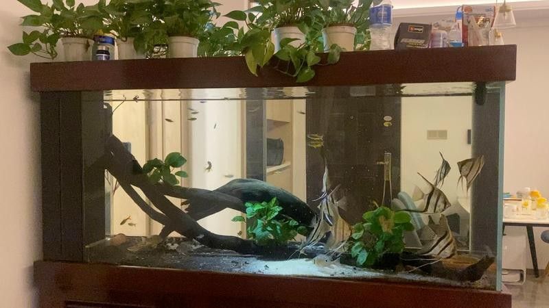 龍魚鼻子損傷后多久會恢復？（龍魚鼻子損傷后的恢復時間）