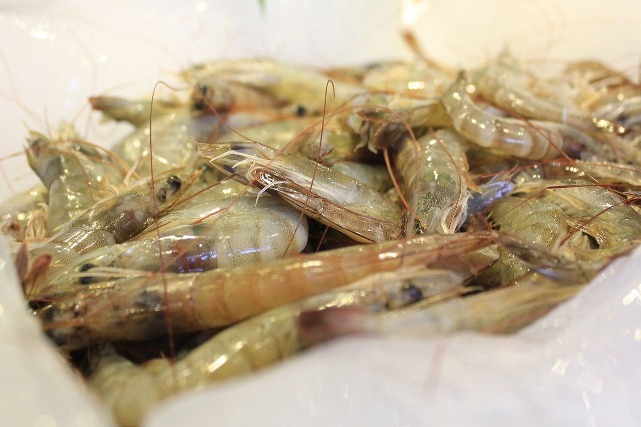 紅龍魚養多久成年才能繁殖（龍魚幾年可以繁殖）（紅龍魚養多久可以繁殖成年才能繁殖成年才能繁殖成年） 紅龍魚養多久成年才能繁殖（龍魚幾年可以繁殖）（紅龍魚養多久可以繁殖成年才能繁殖成年才能繁殖成年） 觀賞魚百科 第1張