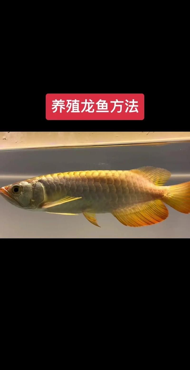 龍魚飼養(yǎng)注意事項（20-30公分龍魚的飼養(yǎng)技巧與注意事項）