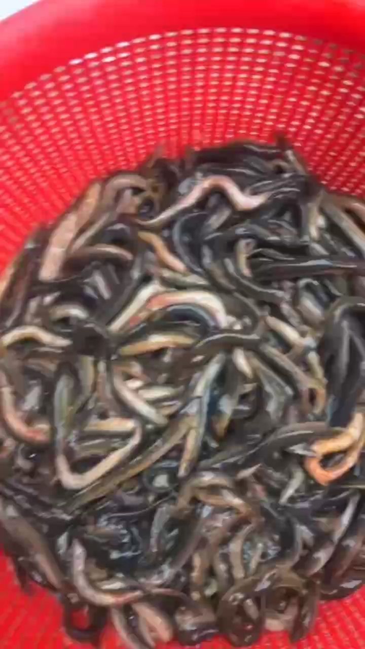 養魚不能馬虎（養魚需要細心和耐心的愛好，不僅能為家庭帶來樂趣，還能凈化空氣）