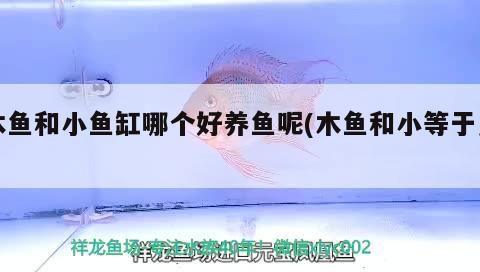 木魚和小魚缸哪個好養(yǎng)魚呢(木魚和小等于幾)（小型魚缸適合養(yǎng)什么魚）