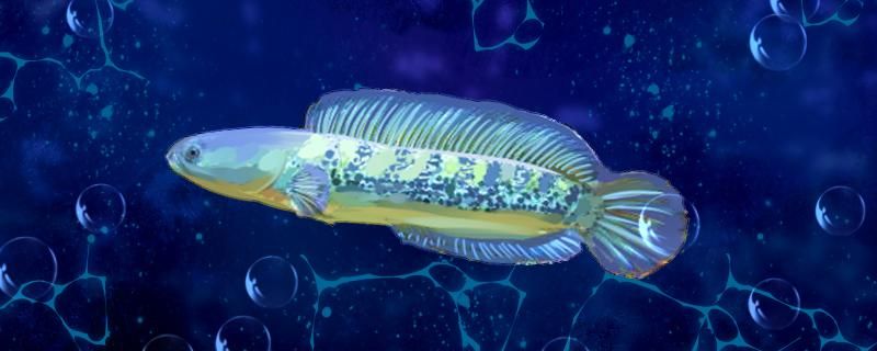 鬼王雷龍魚水溫多少合適（夏天養(yǎng)殖鬼王雷龍魚的注意事項）