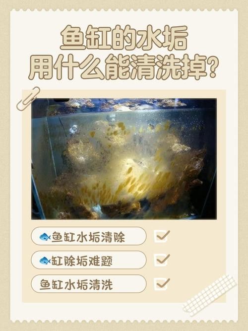 清洗魚缸時需要注意哪些事項（天山可可，如何正確清洗魚缸）
